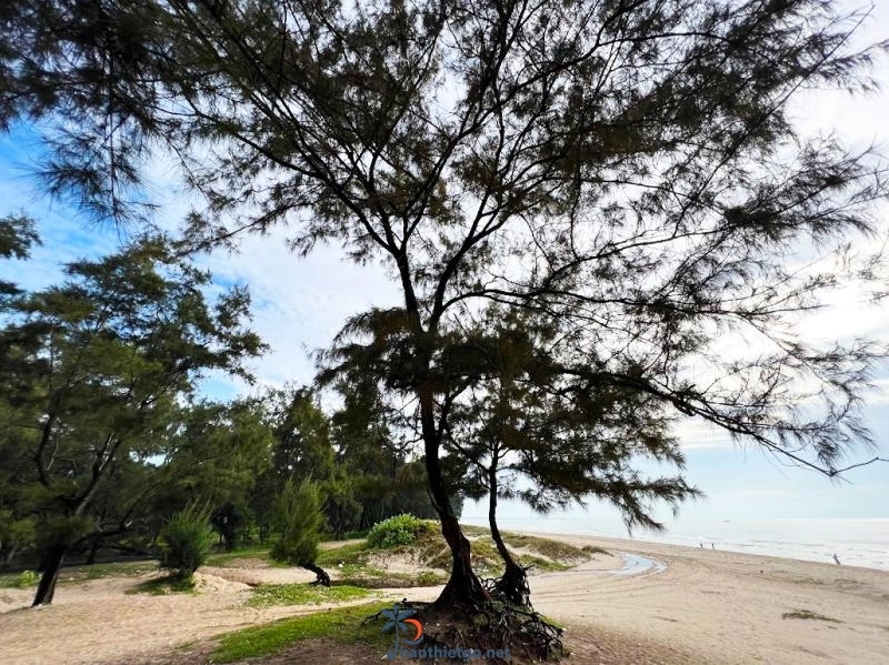 Bãi biển Đồi Dương Lagi - Bãi tắm thơ mộng, hoang sơ bên thềm cát trắng - 1001