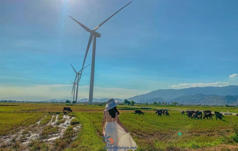 Ngất ngây với vẻ đẹp của 3 cánh đồng quạt gió Bình Thuận. - 1210
