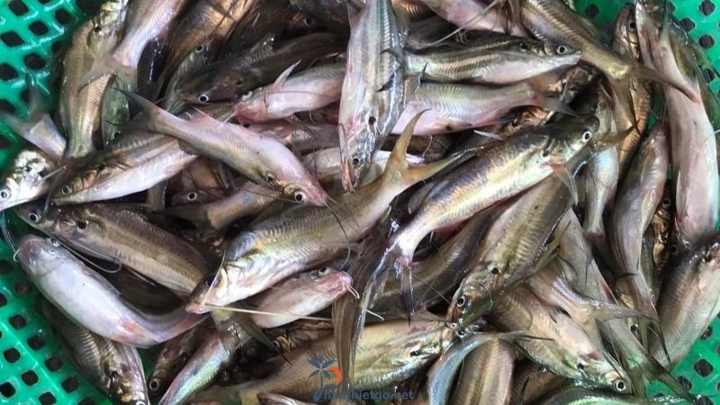 Hồ Biển Lạc - Ngắm nhìn hồ nước ngọt khổng lồ trên núi rừng nguyên sinh - 1703