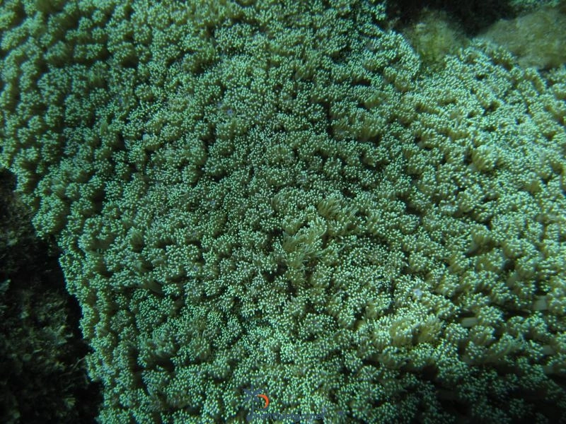 Vịnh Triều Dương - một bãi biển đẹp của huyện Phú Qúy, tỉnh Bình Thuận - 1972