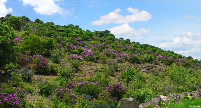Rừng bằng lăng tím Tuy Phong - Hoa nở tím trời thơ mộng đầy lãng mạn - 2141