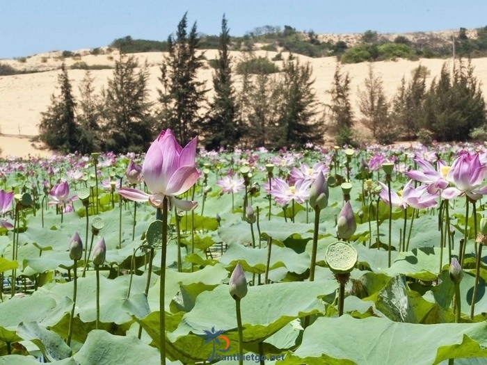 Đồi Trinh Nữ - Đồi cát nóng bỏng giữa đất trời sa mạc huyền bí. - 2216