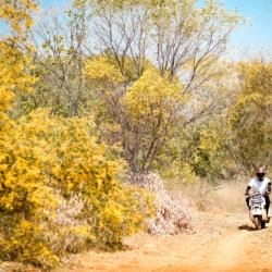 Rừng Hoa Keo Lá Tràm Mũi Né - Lạc lối giữa rừng hoa thơ mộng