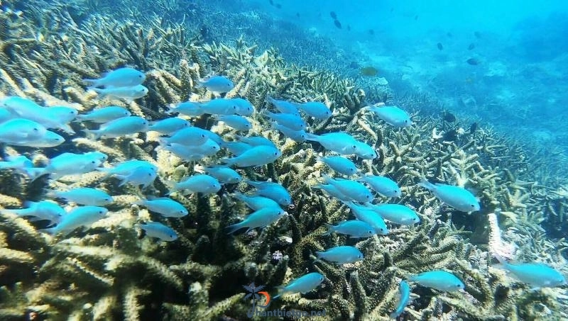 Đảo Phú Quý - Du lịch tự túc cực dễ dàng - 910