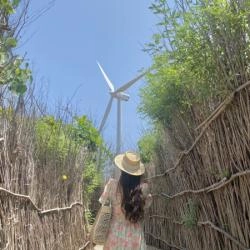 Con đường điện gió (Chị Nên) Phú Quý