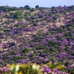 Rừng bằng lăng tím Tuy Phong - Hoa nở tím trời thơ mộng đầy lãng mạn