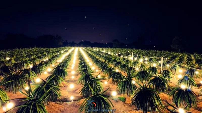 Du Lịch Phan Thiết - Những món ăn đặc sản nhất định không được bỏ lỡ. - 2182