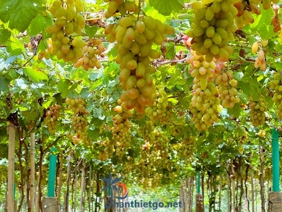 Vườn Nho Vy Vy Farm -Nông Trại Nho Bàu Trắng - 2948