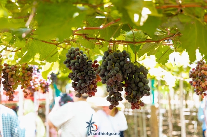 Vườn Nho Vy Vy Farm -Nông Trại Nho Bàu Trắng - 2952