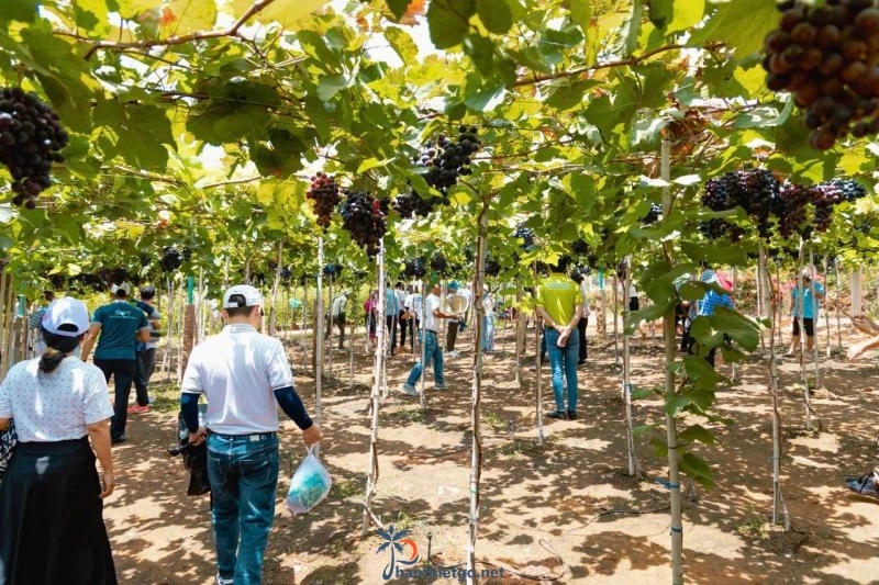 Vườn Nho Vy Vy Farm -Nông Trại Nho Bàu Trắng - 2959