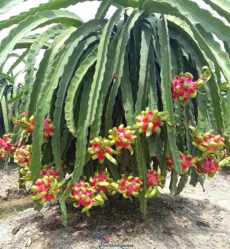 Vườn Nho Vy Vy Farm -Nông Trại Nho Bàu Trắng - 2961