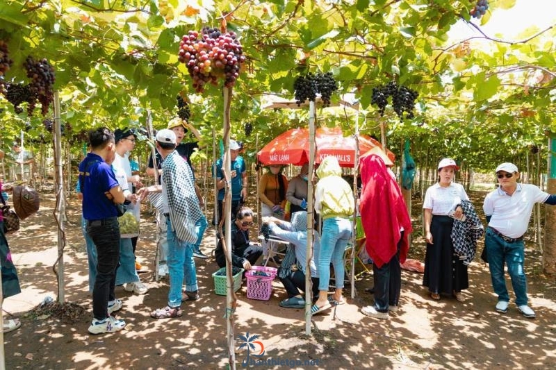Vườn Nho Vy Vy Farm -Nông Trại Nho Bàu Trắng - 2965