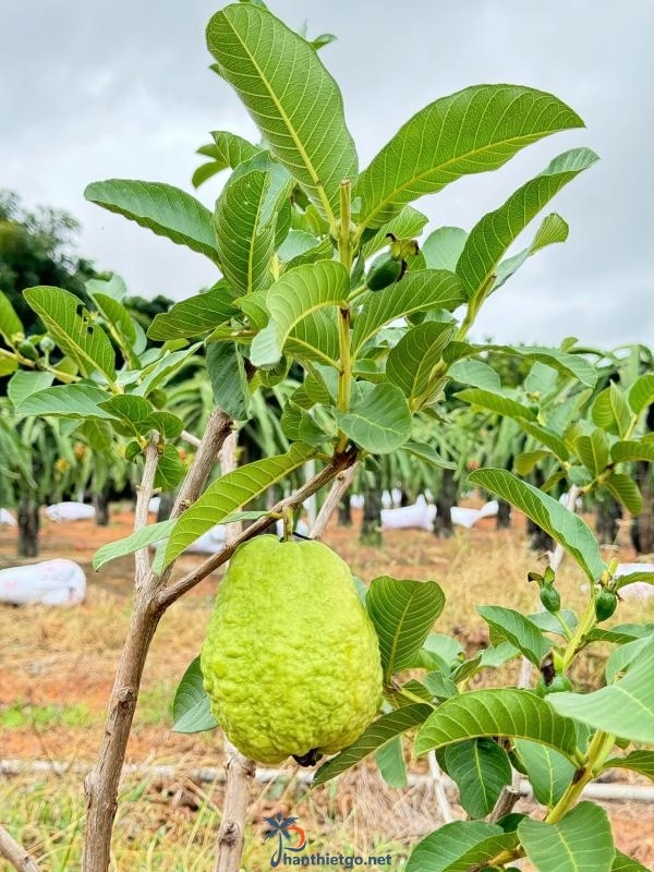 Vườn Nho Vy Vy Farm -Nông Trại Nho Bàu Trắng - 2968