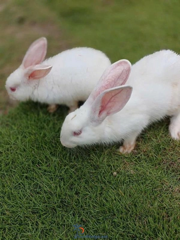 Khu Du Lịch Sinh Thái Bàu Trắng Garden - 2999