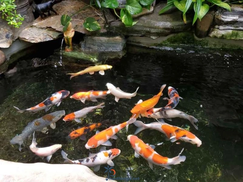 Quán Hilltop Chill - Quán có hồ Cá Koi Phan Thiết - 3311