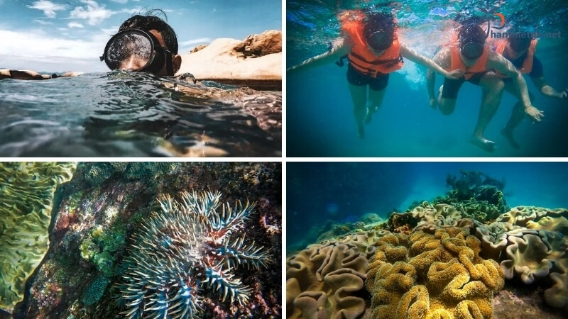 Top những địa điểm lặn ngắm san hô đẹp nhất khi đến Phan Thiết